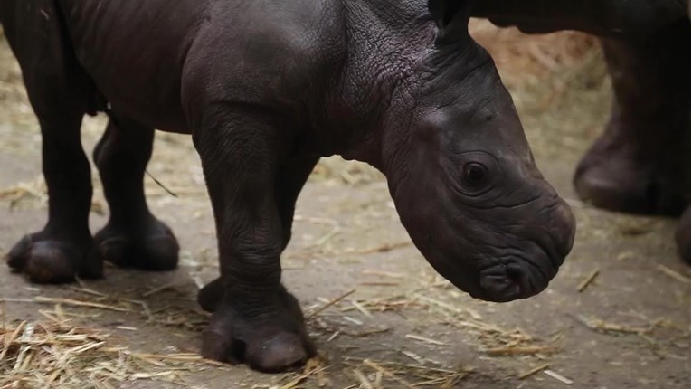 U Belgiji u zatočeništvu na svijet došao bijeli nosorog